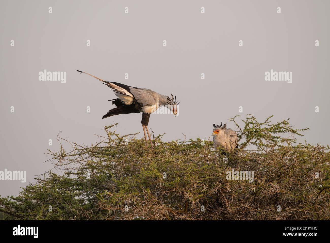 Segretario Birds Nesting, Tanzania Foto Stock