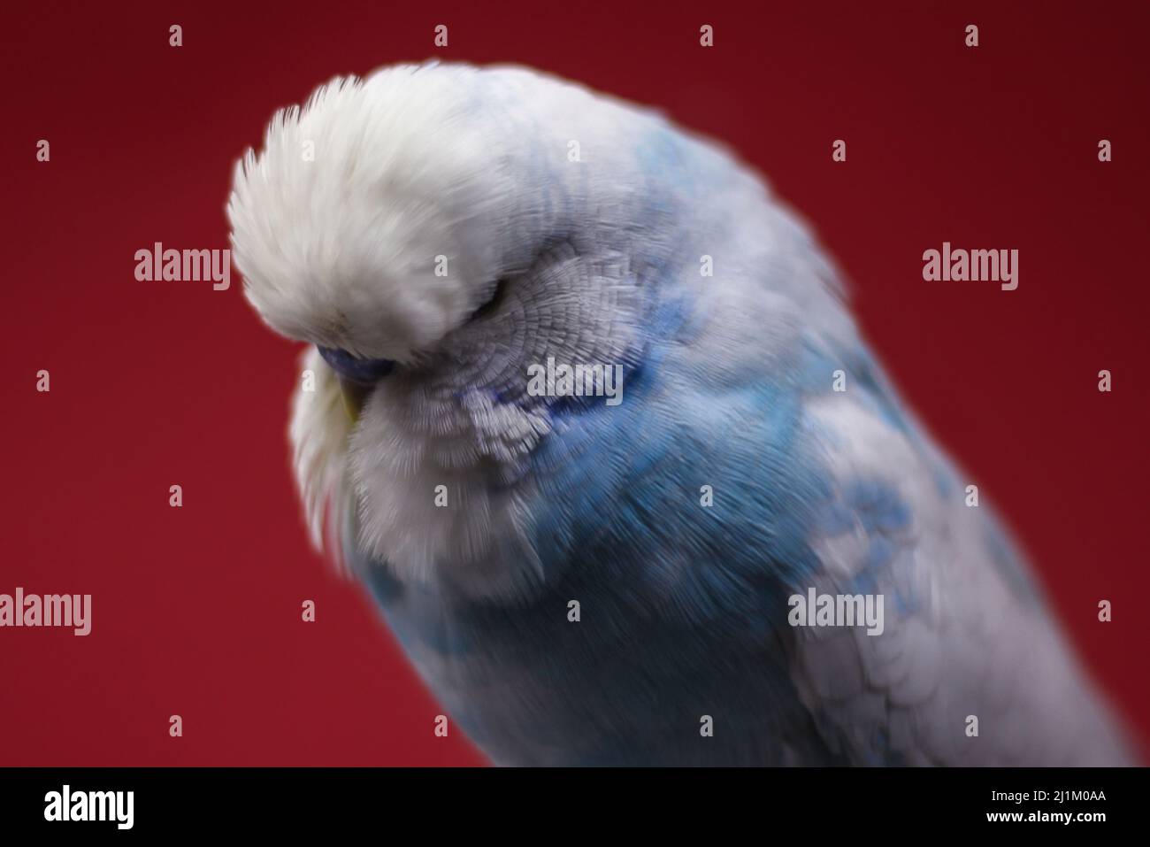 Primo piano della mostra (Mostra) Budgerigar Foto Stock Primo piano della mostra (Mostra) Budgerigar Foto Stock