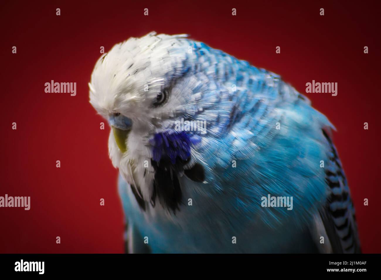 Primo piano della mostra (Mostra) Budgerigar Foto Stock