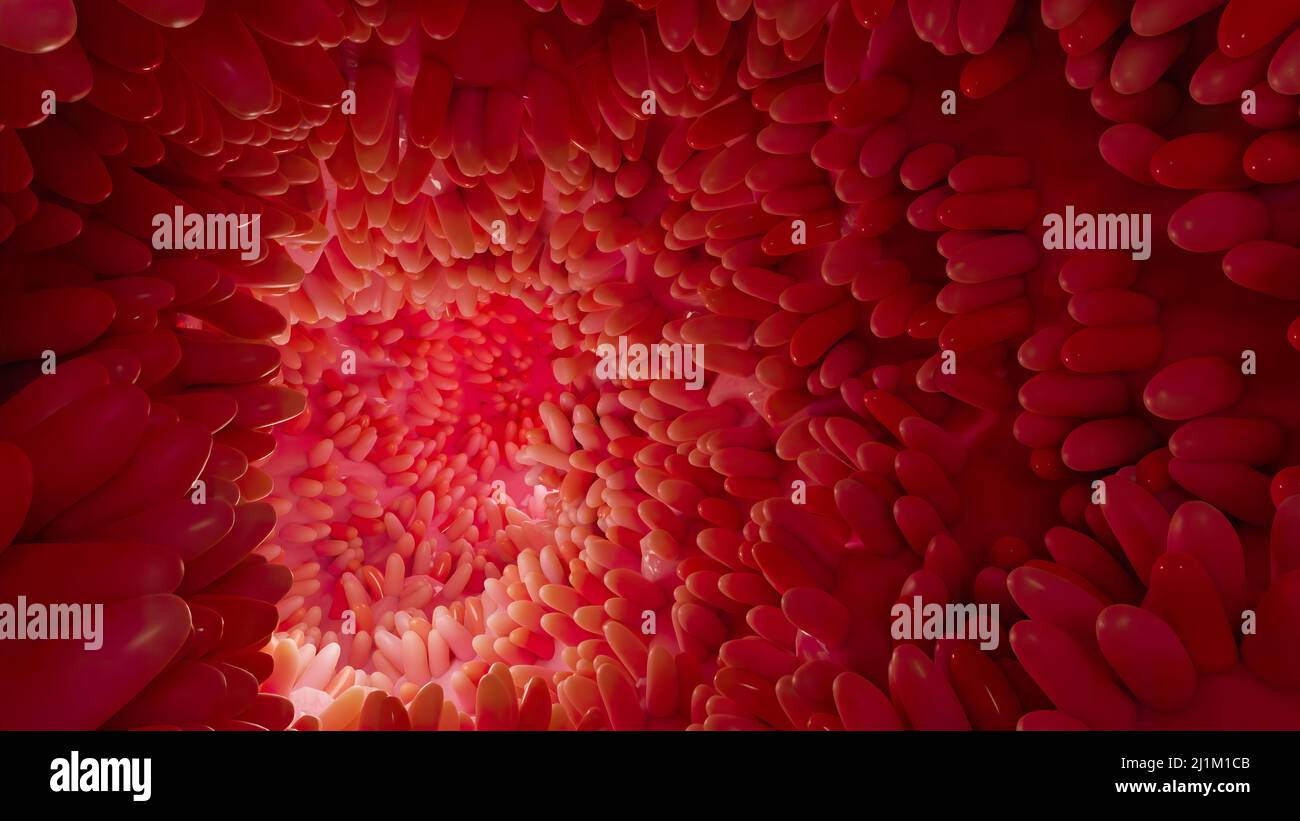 Superficie dei microvilli dell'apparato digerente, villi intestinali con batteri e virus. Villi microscopici, capillari per digestione e assorbimento Foto Stock