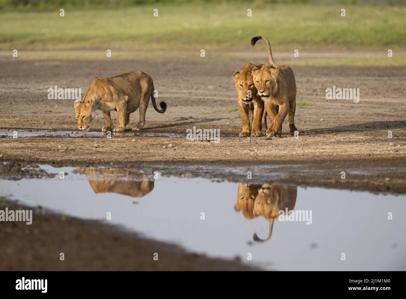 Leone di Tanzania Foto Stock