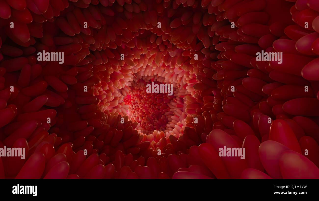 Superficie dei microvilli dell'apparato digerente, villi intestinali con batteri e virus. Villi microscopici, capillari per digestione e assorbimento Foto Stock