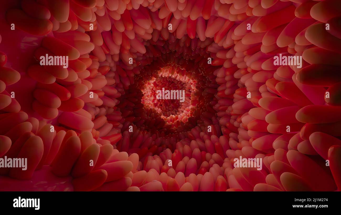 Superficie dei microvilli dell'apparato digerente, villi intestinali con batteri e virus. Villi microscopici, capillari per digestione e assorbimento Foto Stock