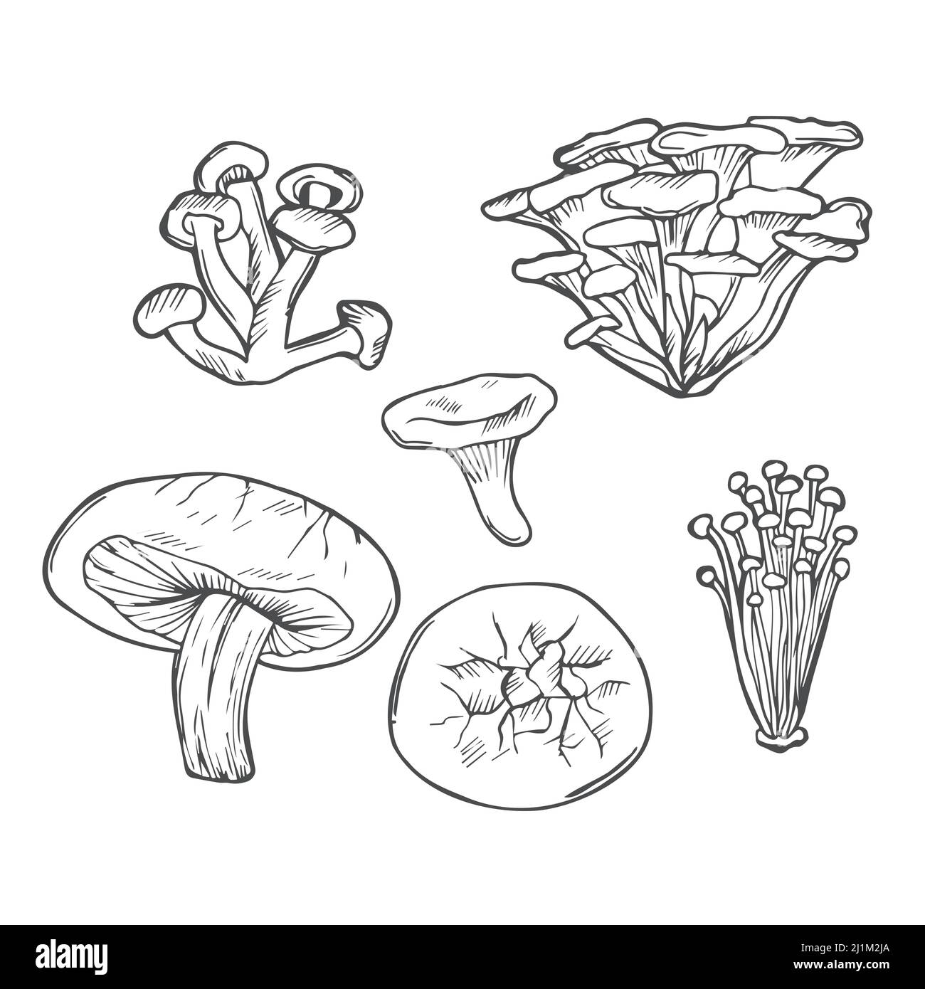 Doodle funghi vettore disegnato a mano setl. Shiitake di funghi commestibili, chanterelle, enokitake, miele agarico, cibo biologico fresco isolato su bianco. Illustrazione Vettoriale