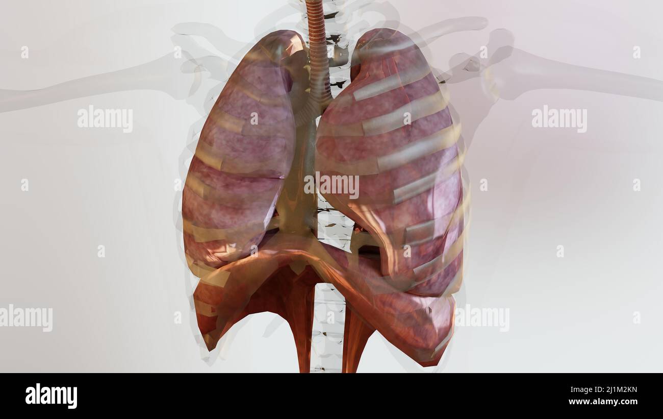 Human Respiratory System polmoni Anatomy Animation Concept. Polmone visibile, ventilazione polmonare, trachea, illustrazione medica realistica di alta qualità 3D Foto Stock