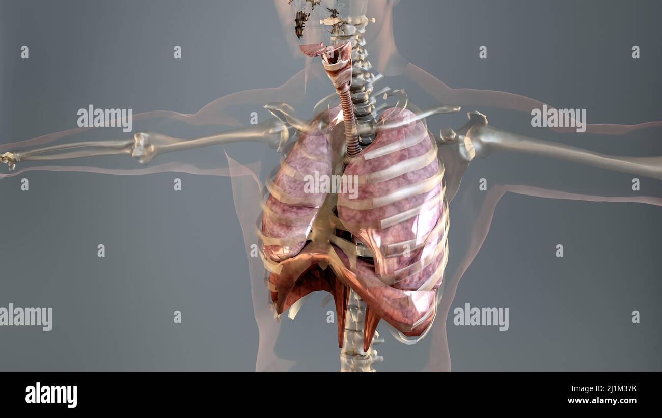 Human Respiratory System polmoni Anatomy Animation Concept. Polmone visibile, ventilazione polmonare, trachea, illustrazione medica realistica di alta qualità 3D Foto Stock