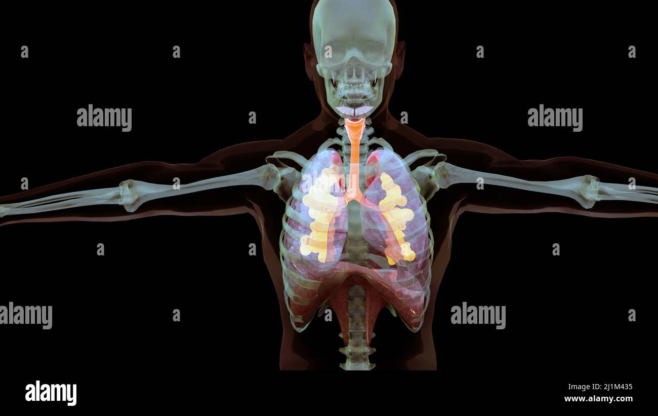 Human Respiratory System polmoni Anatomy Animation Concept. Polmone visibile, ventilazione polmonare, trachea, illustrazione medica realistica di alta qualità 3D Foto Stock