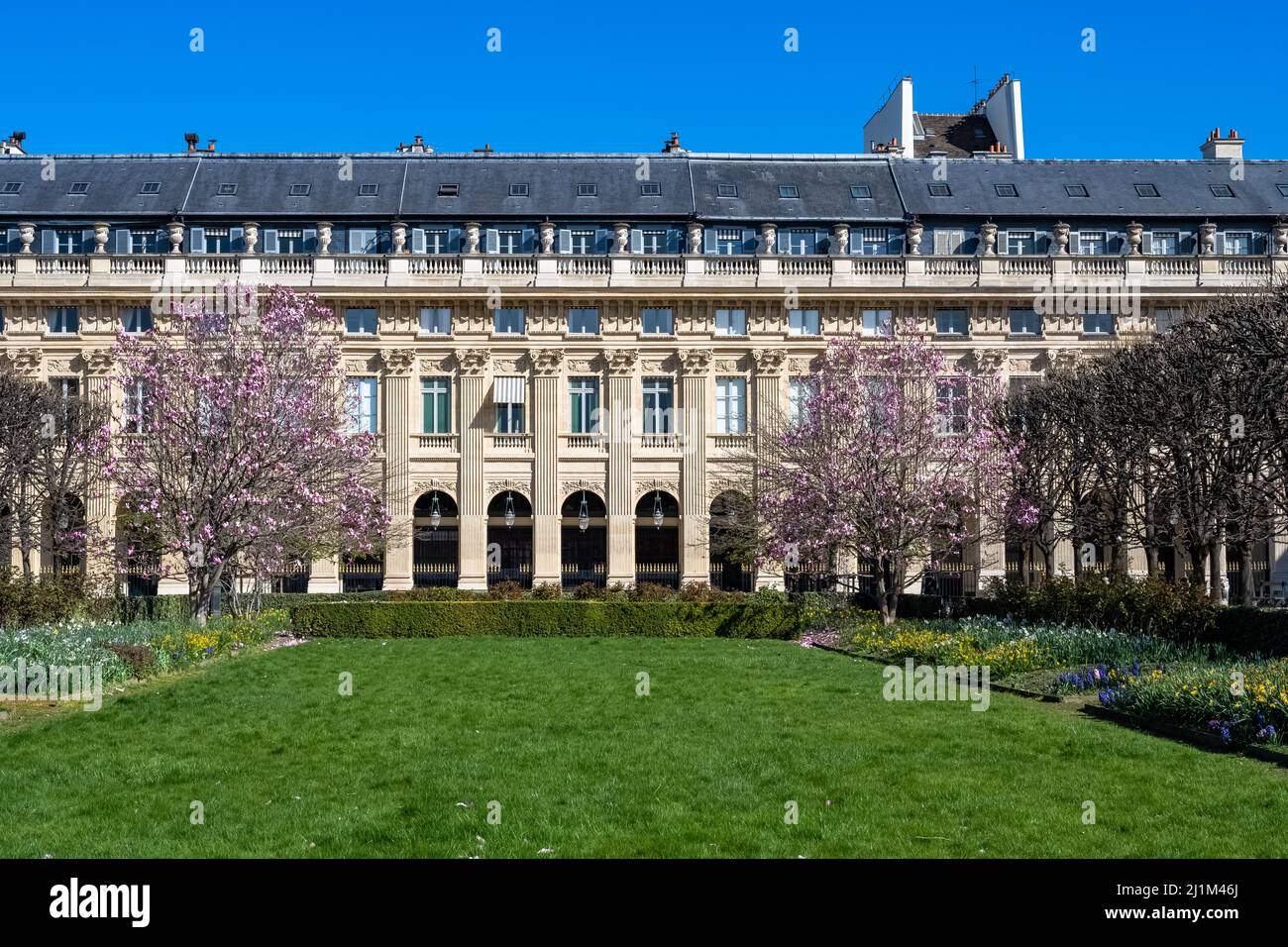 Parigi, il Palais-Royal, le magnolie rosa in fiore nel giardino Foto Stock