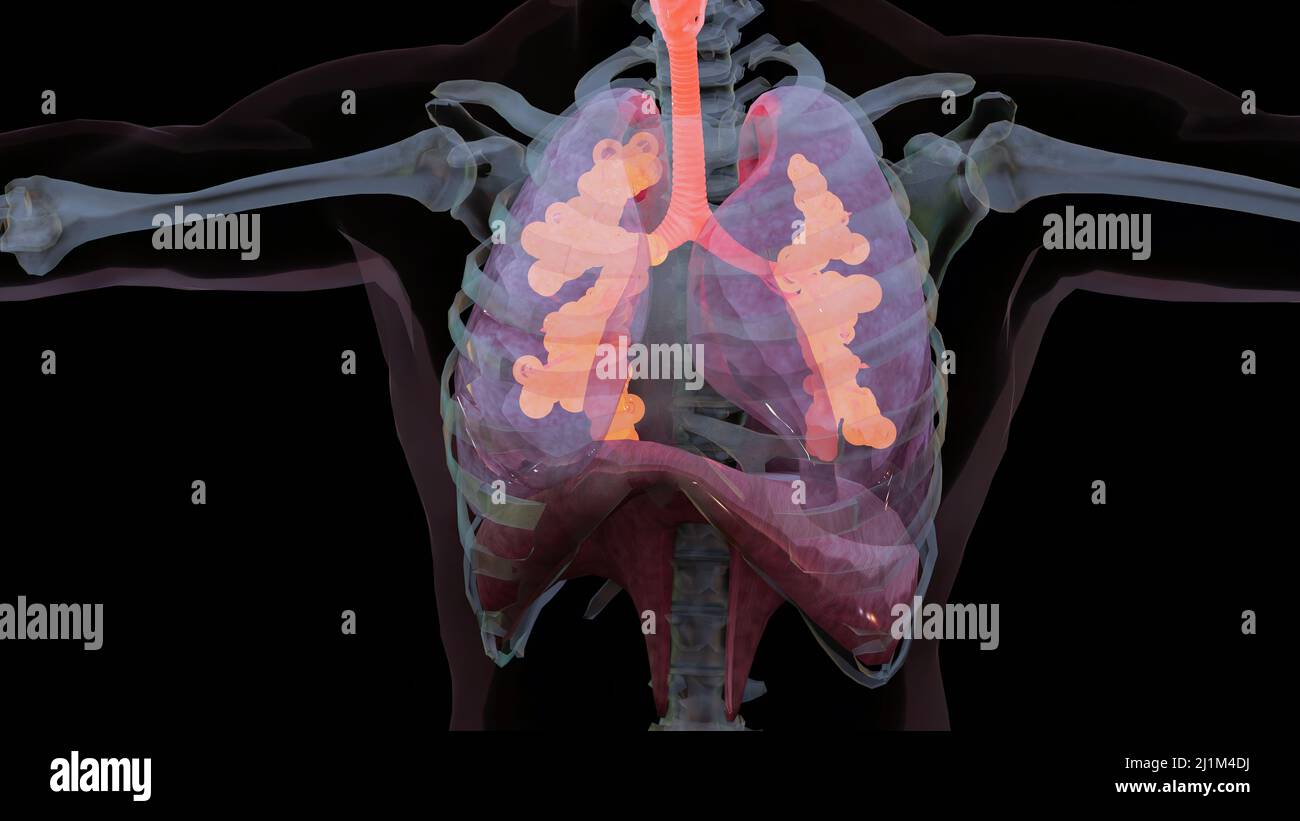 Human Respiratory System polmoni Anatomy Animation Concept. Polmone visibile, ventilazione polmonare, trachea, illustrazione medica realistica di alta qualità 3D Foto Stock