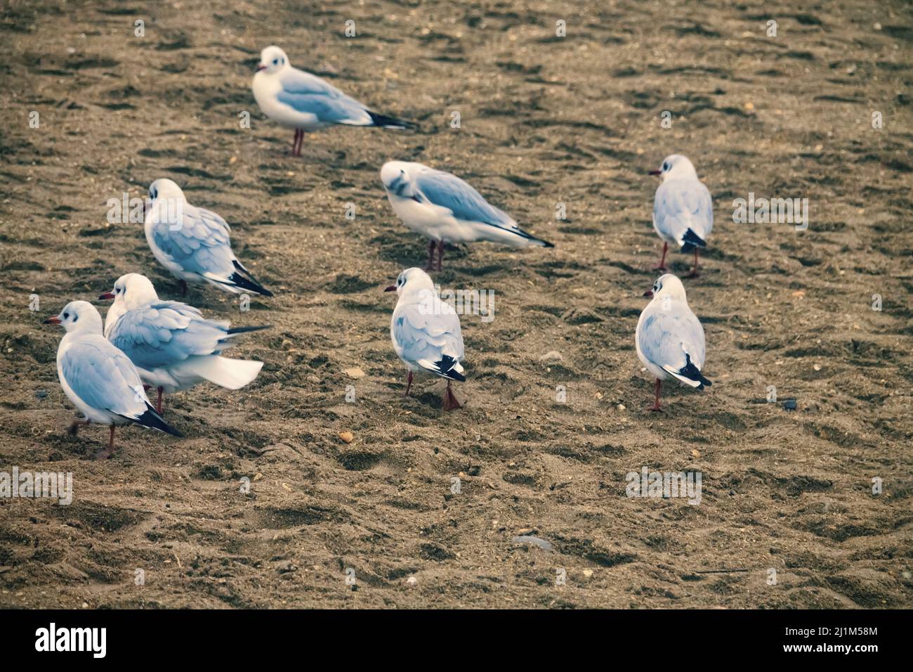 Gabbiani sulla spiaggia di mare. Gabbiano a testa nera (Larus ridibundus) nel piumaggio invernale Foto Stock