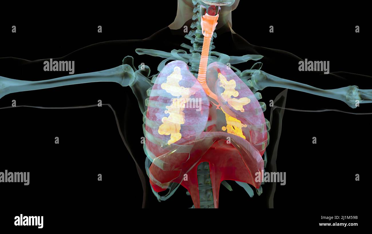 Human Respiratory System polmoni Anatomy Animation Concept. Polmone visibile, ventilazione polmonare, trachea, illustrazione medica realistica di alta qualità 3D Foto Stock