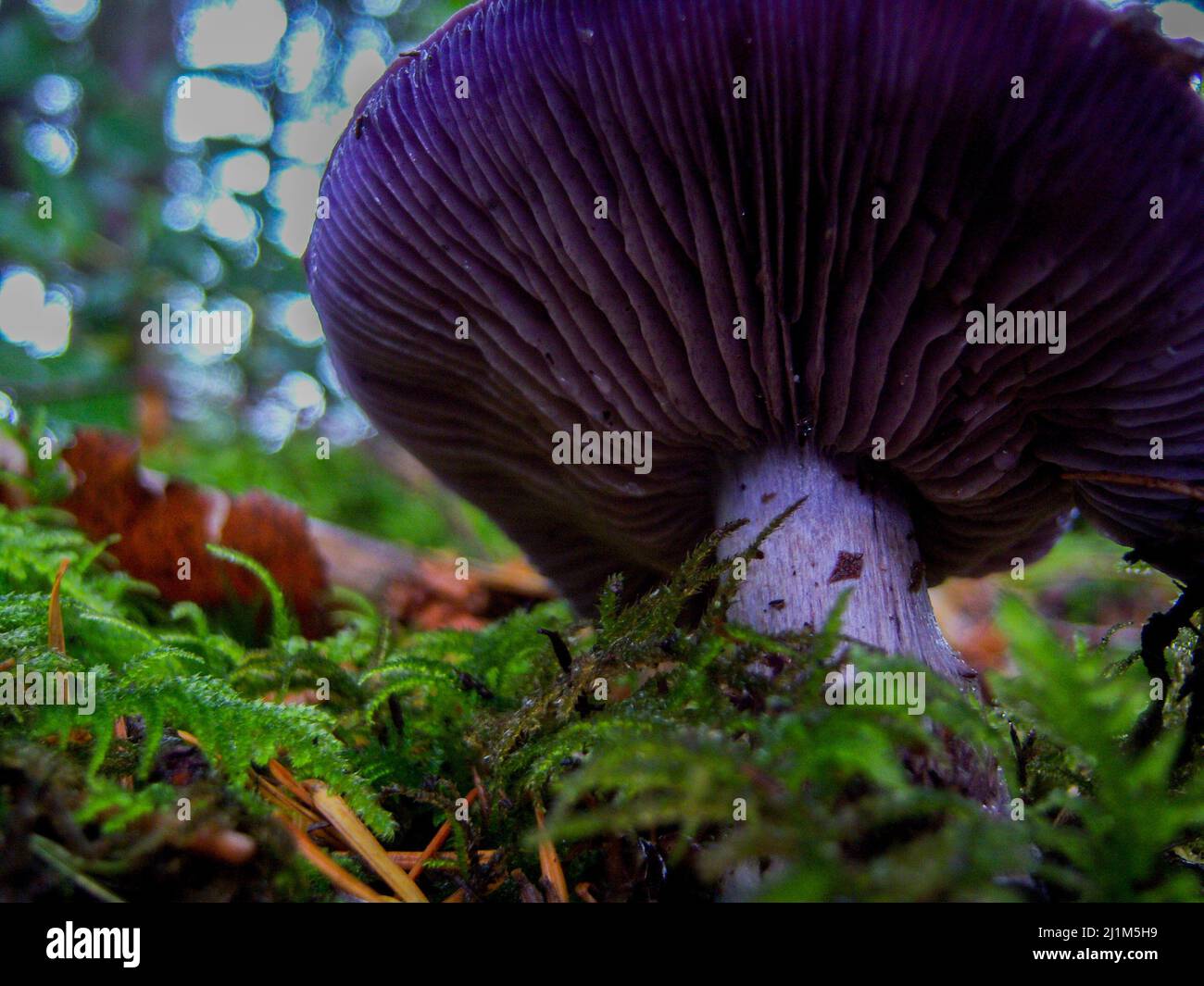 Fungo viola teso verso le nuvole con muschio verde che circonda la base accanto alle foglie marroni. Foto Stock