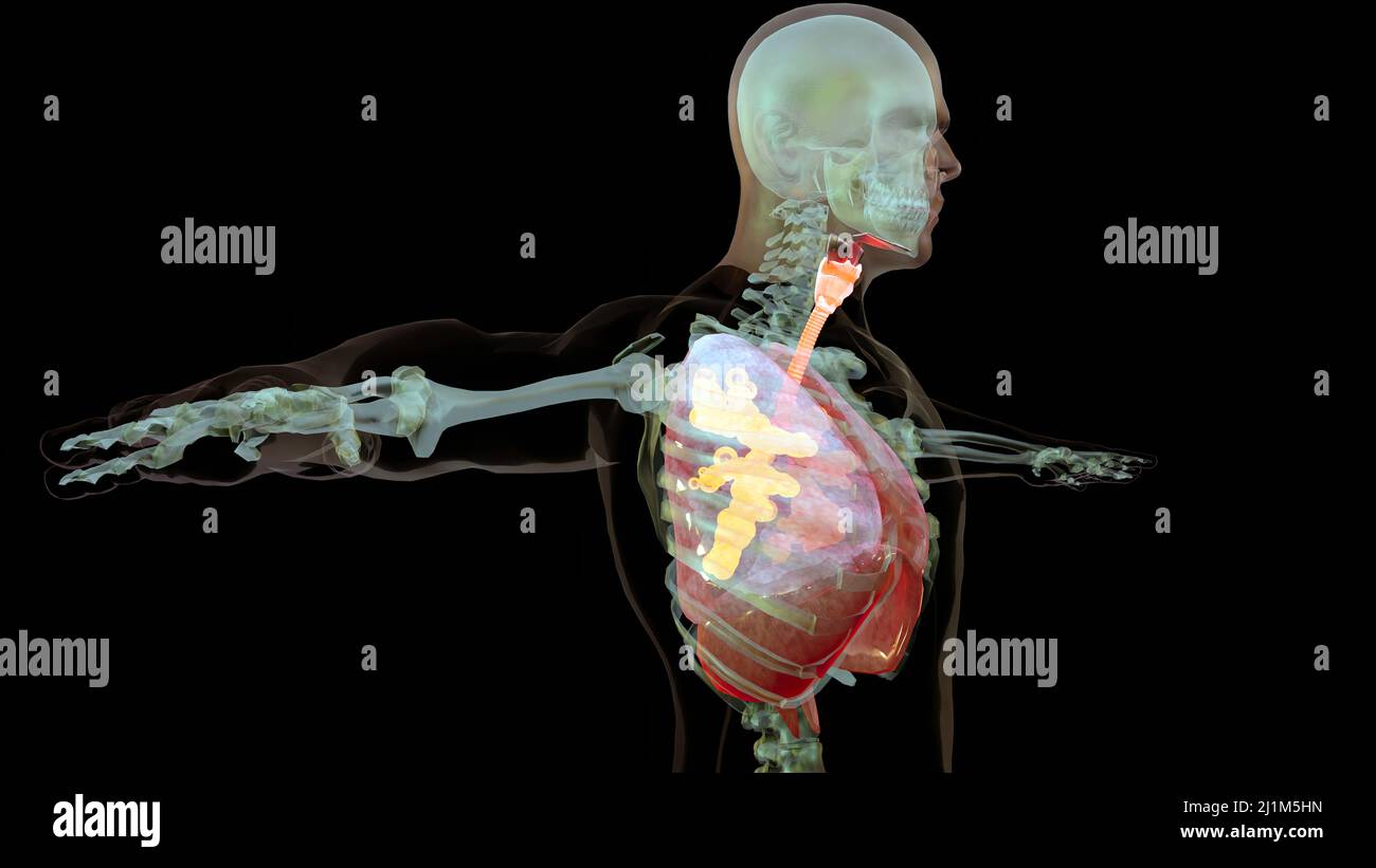 Human Respiratory System polmoni Anatomy Animation Concept. Polmone visibile, ventilazione polmonare, trachea, illustrazione medica realistica di alta qualità 3D Foto Stock