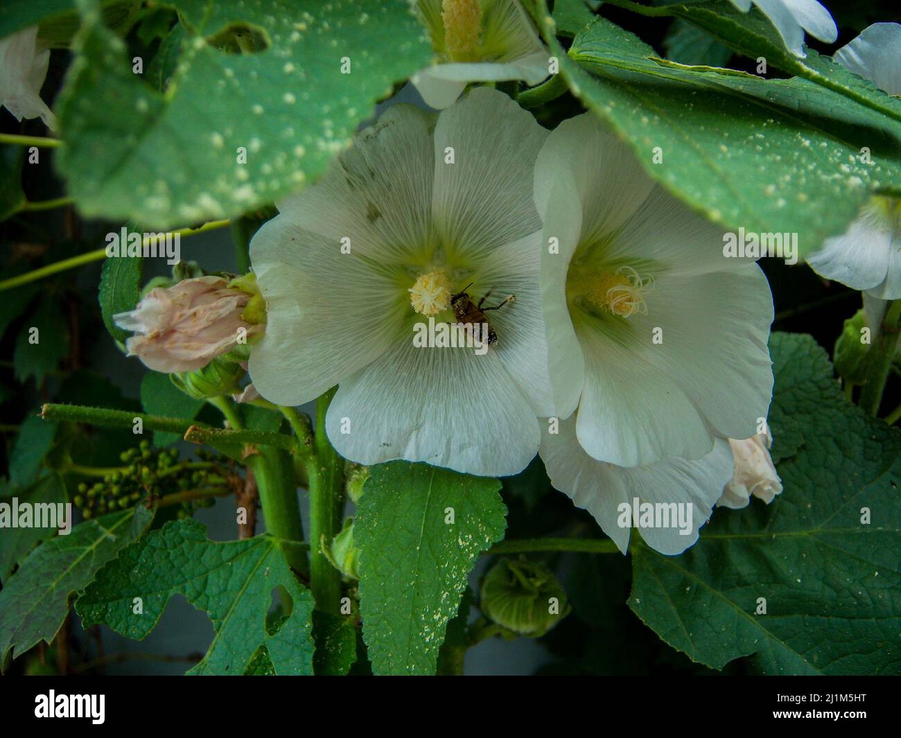 Fiori bianchi con ape bumble all'interno che si nutrono all'interno del centro verde e giallo. Foto Stock