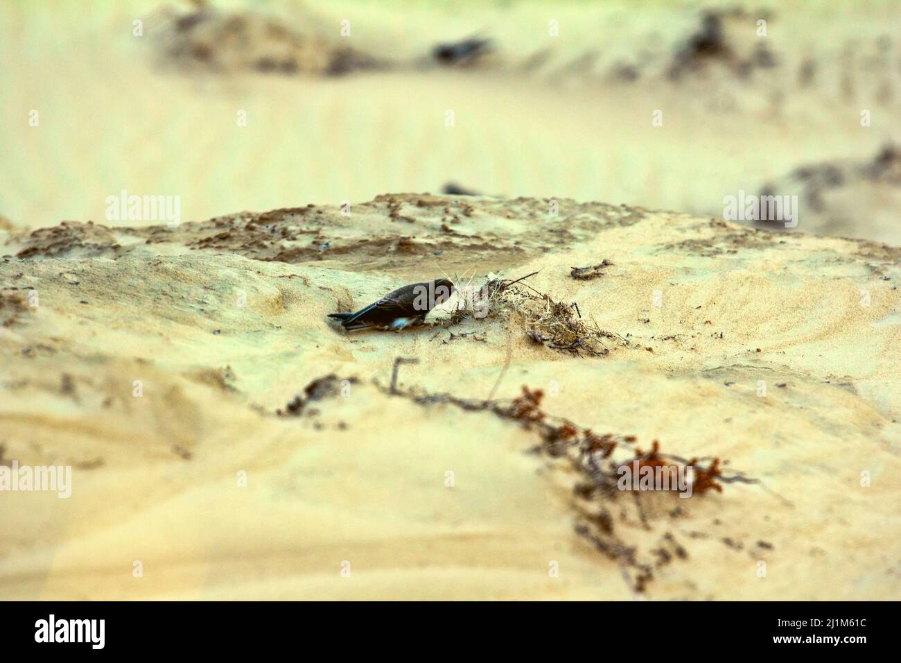 La sabbia europea martin (Riparia riparia) strappa l'erba per costruire un nido in una scogliera di sabbia. Nido costruzione comportamento di uccelli Foto Stock