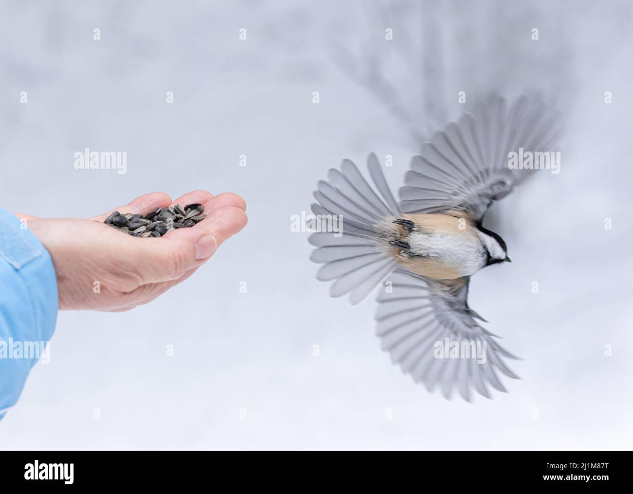 Uccello con le ali allungate che volano via dalla mano con i semi. Foto Stock