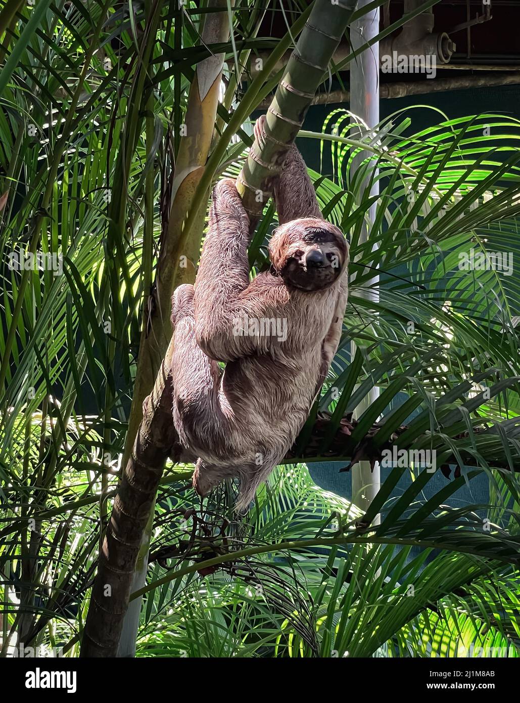 Tre piste di arrampicata su un albero nella foresta pluviale del Costa Rica. Foto Stock