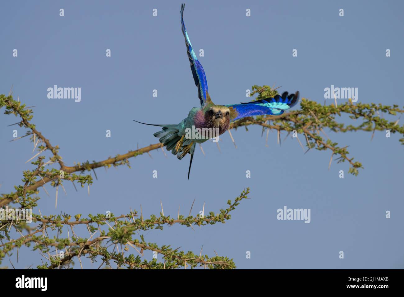 Rullo alla birra lilla in Tanzania Foto Stock