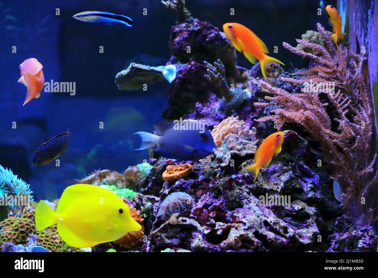 Bella simbiosi di gruppo di pesci nella barriera corallina acquario serbatoio Foto Stock