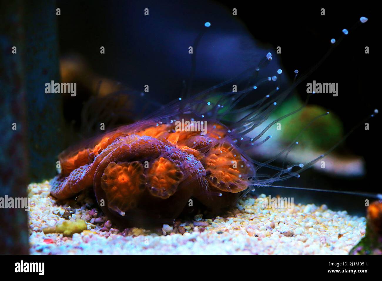 Incredibile fotografia su Chalice grande polips lapideo corallo Foto Stock