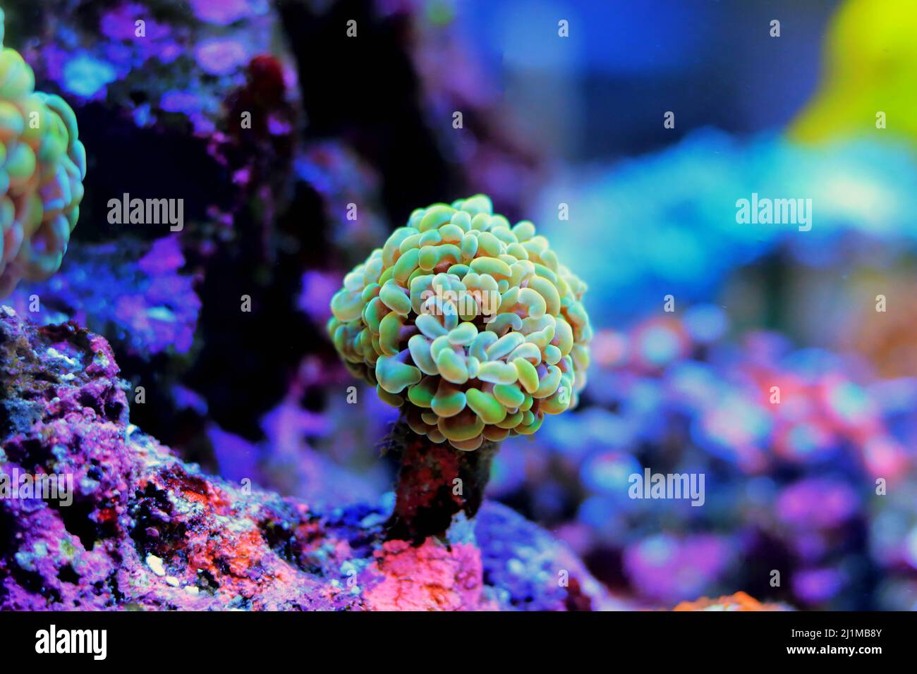 Euphyllia cristata - corallo di pietra a forma di uva Foto Stock