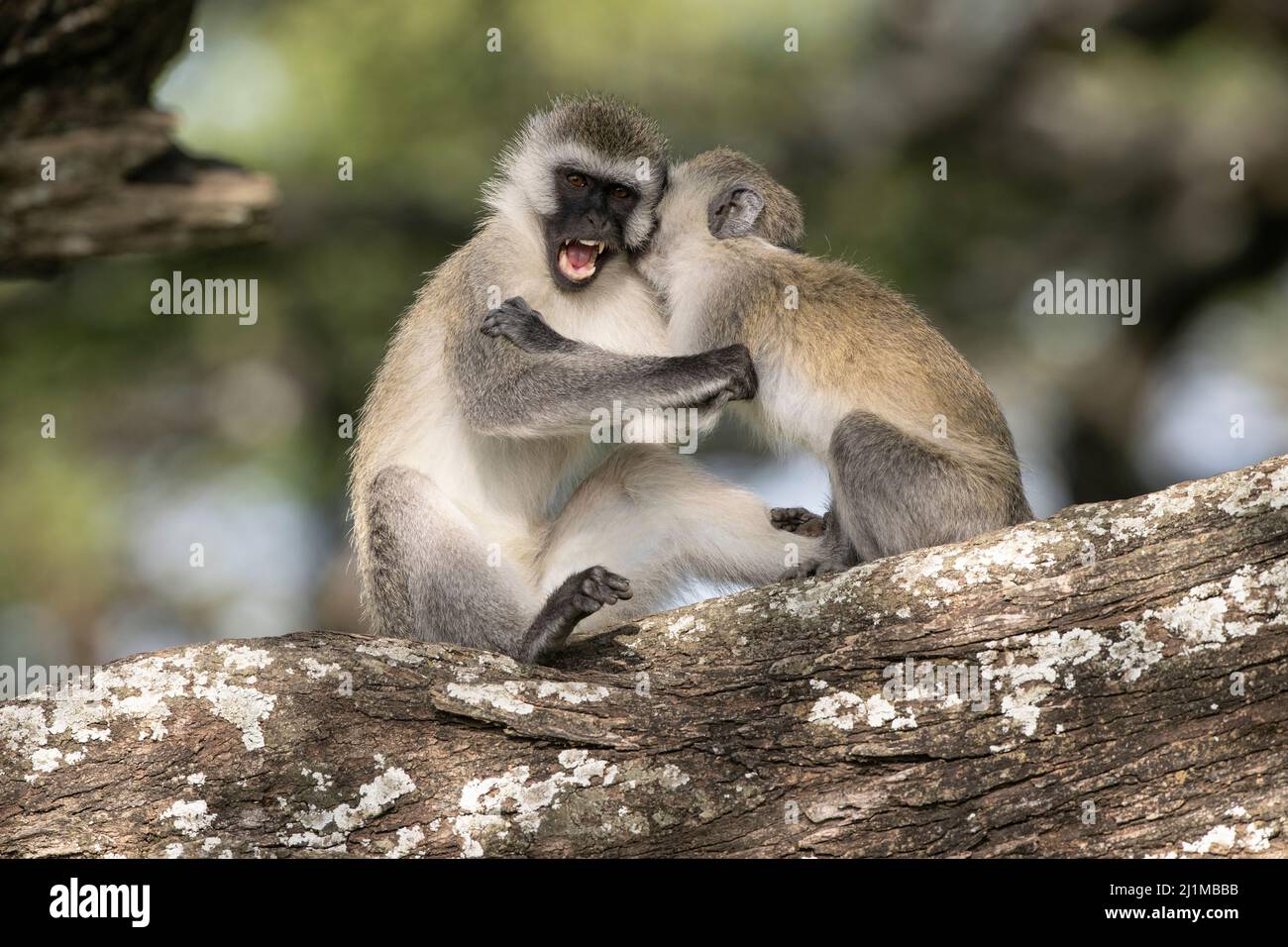 Scimmie dei vervet del bambino in Tanzania Foto Stock