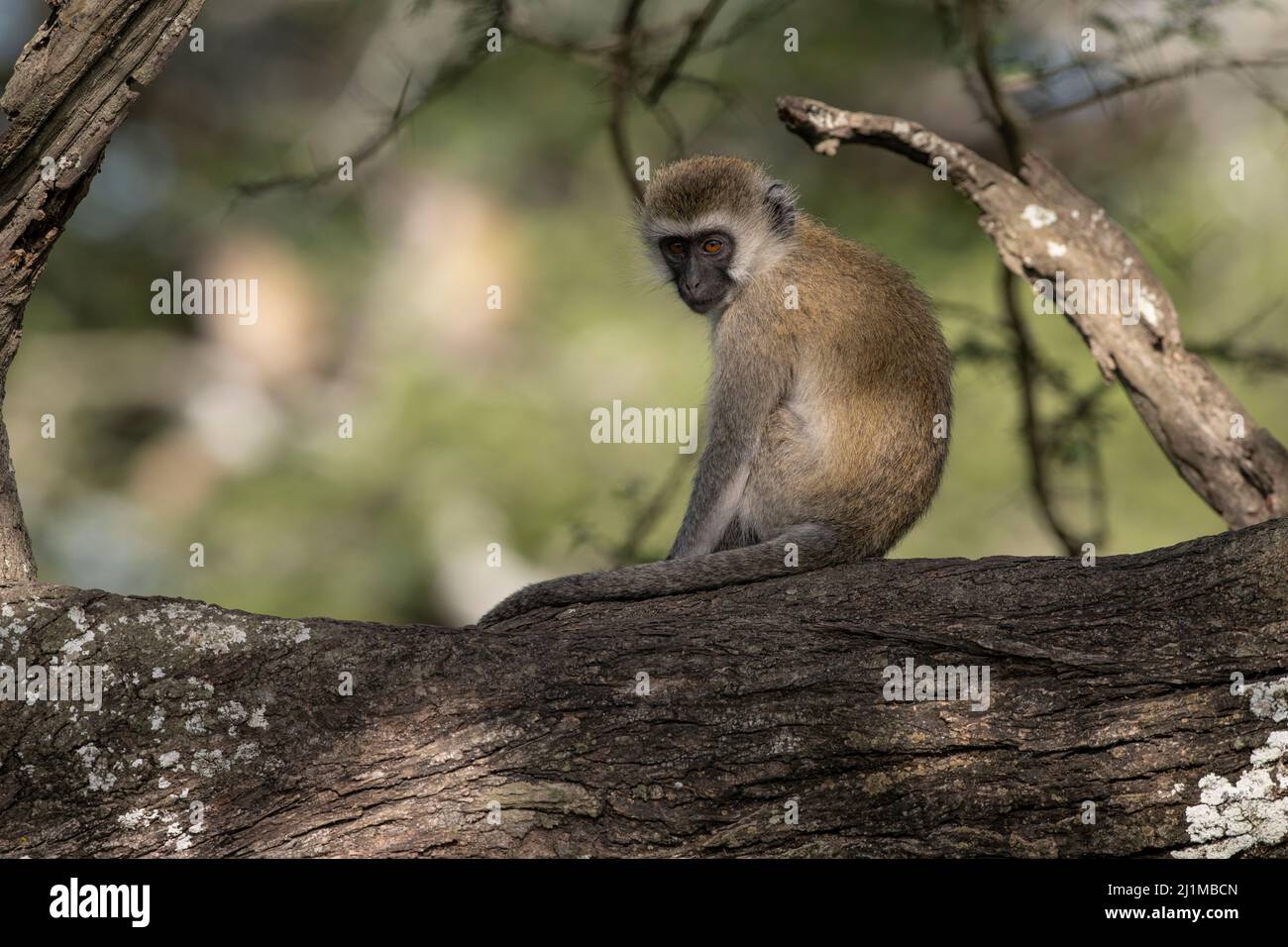 Scimmie dei vervet del bambino in Tanzania Foto Stock
