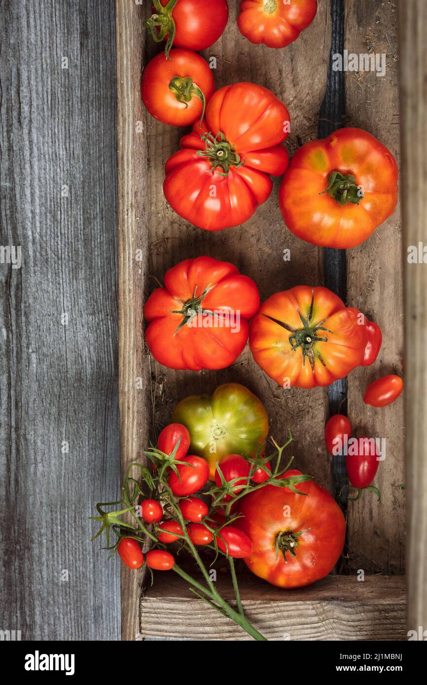 Pomodori maturi raccolti freschi dal giardino Foto Stock