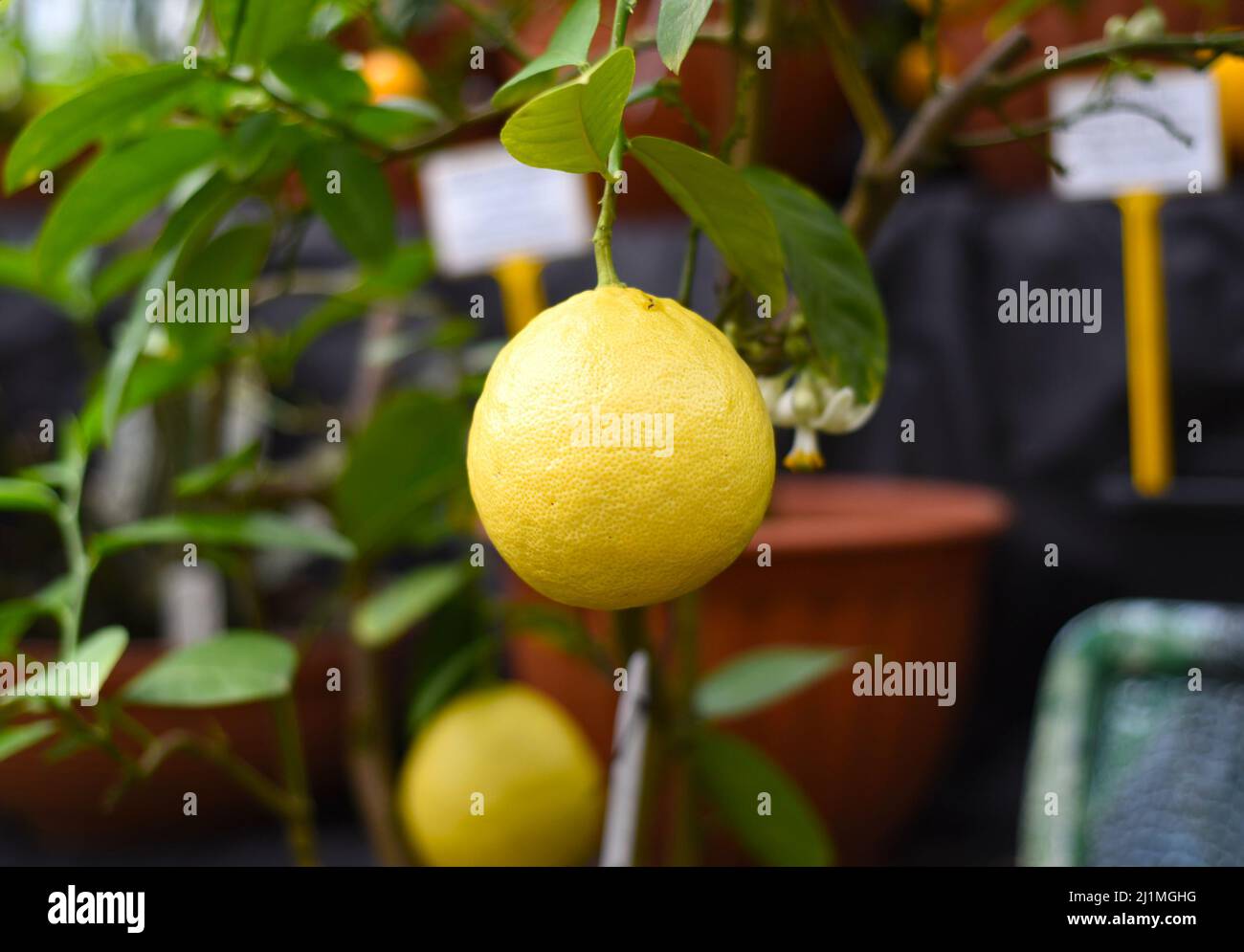 Limone maturo che cresce su un ramo Foto Stock