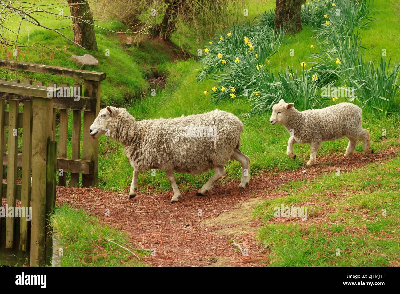 Una pecora e il suo agnello che camminano attraverso un campo di narcisi primaverili fino ad un ponte Foto Stock