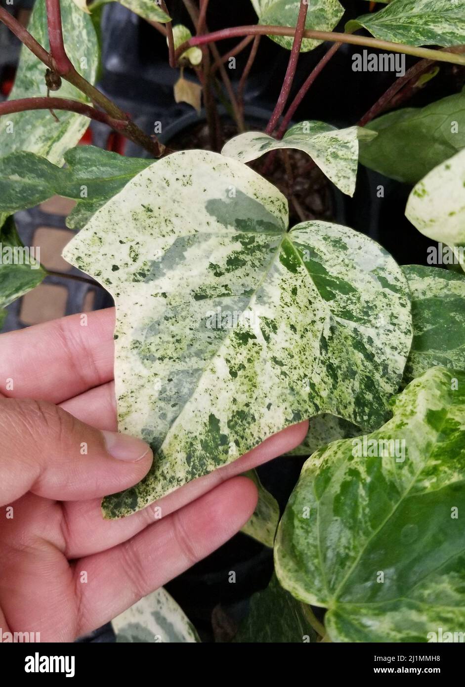 In possesso di una bella foglia di marmo di Ivy algerino variegato Foto Stock
