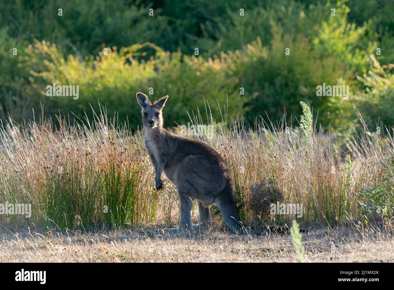 Canguro grigio orientale Macropus giganteus Foto Stock