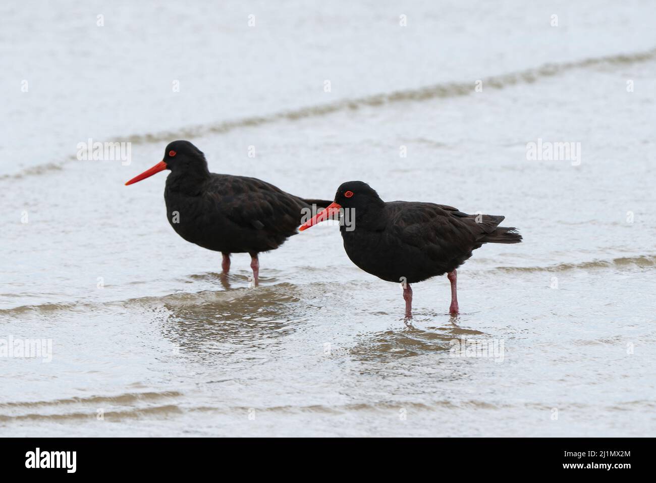 Fuligginosa Oystercatcher Haematopus fuliginosus Foto Stock