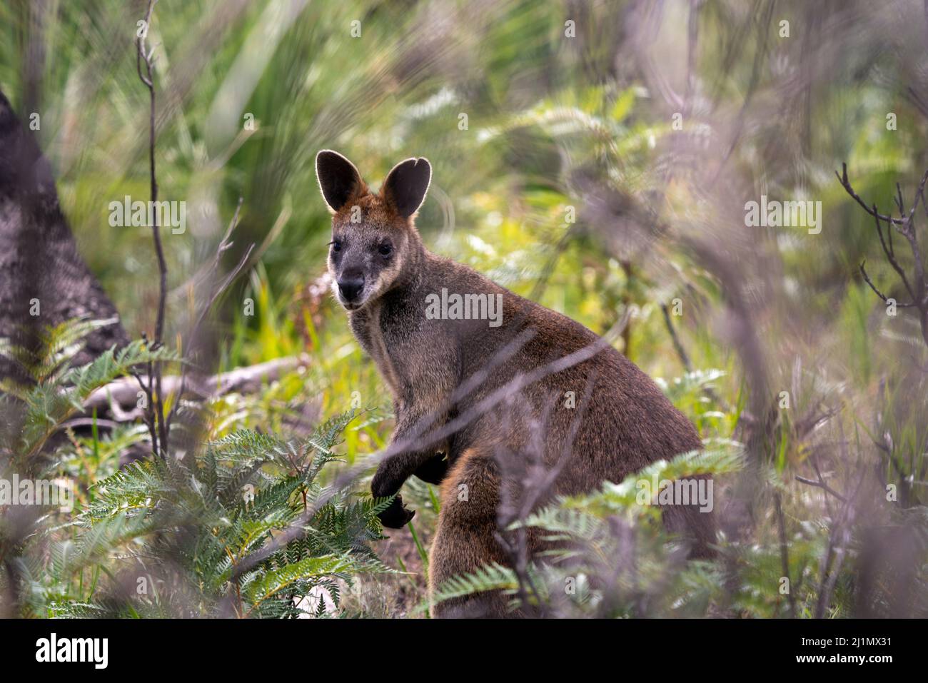 Swamp Wallaby Wallabia bicolore Foto Stock