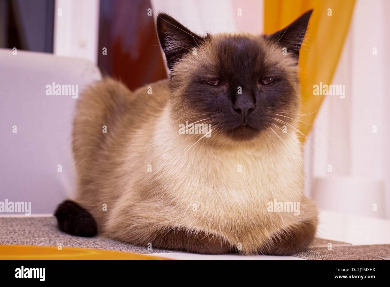 Ritratto di un bel gatto siamese che si rilassa sul tavolo. Foto Stock