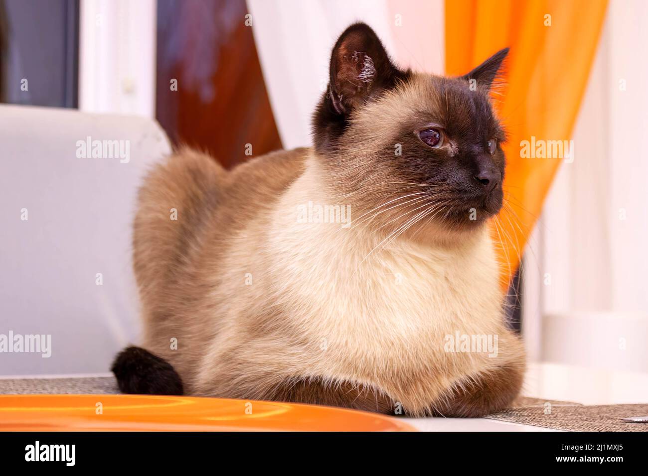 Ritratto di un bel gatto siamese che si rilassa sul tavolo. Foto Stock