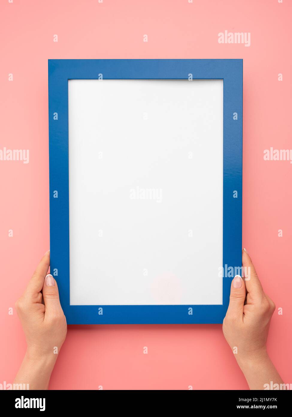 Donna tenere bianco diploma cornice su sfondo rosa parete. Le mani femminili tengono il telaio blu vuoto del mockup. Mano ritagliata di donna che tiene la cornice del diploma contro Foto Stock