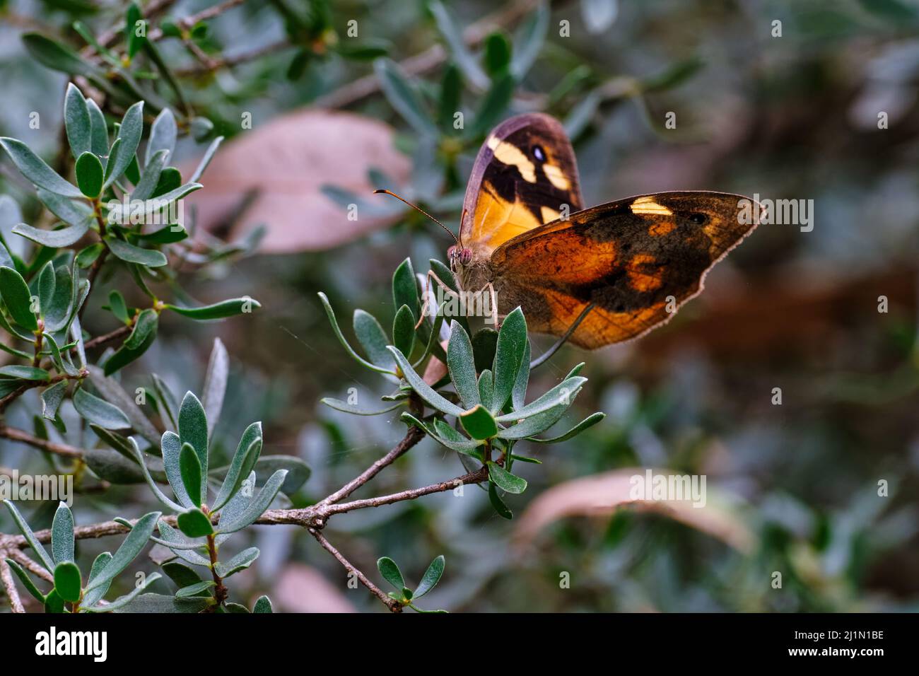 Comune farfalla marrone Foto Stock