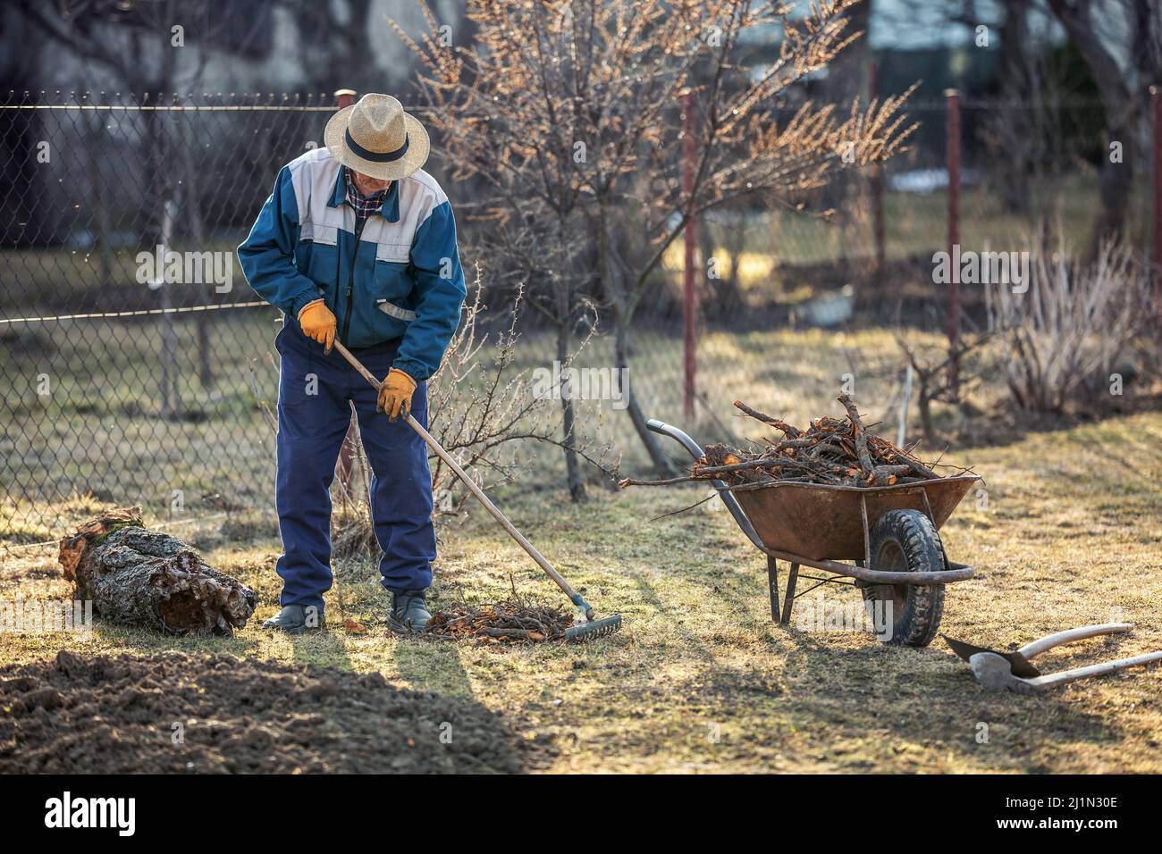 Un agricoltore maschio anziano pulisce il giardino dopo aver scavato un vecchio albero di frutta. Foto Stock
