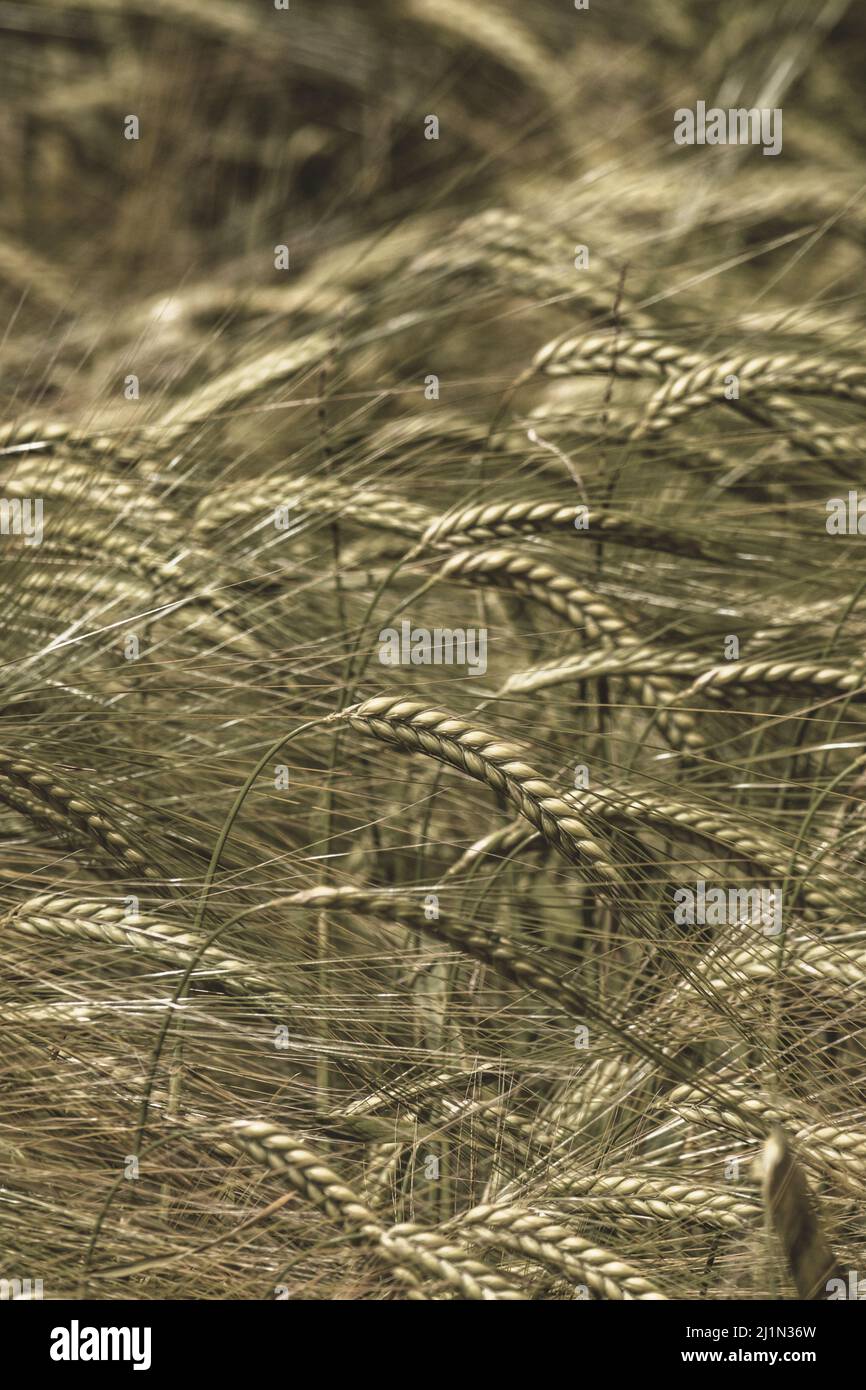 Seppia teste colorate di orzo verde / Hordeum vulgare in crescita. Messa a fuoco sulla testa appena sotto il centro dell'immagine. Per concetto di carestia, e sicurezza alimentare Foto Stock