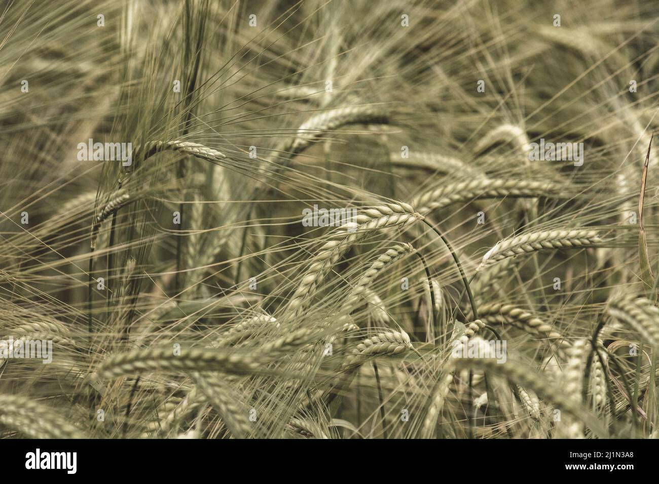 Seppia teste colorate di orzo verde / Hordeum vulgare in crescita. Mettere a fuoco sulla testa a destra del centro dell'immagine. Per il concetto di sicurezza alimentare. Foto Stock