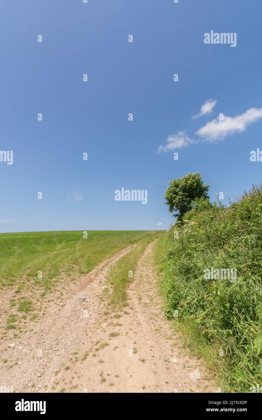 Campi verdi di Inghilterra concetto. I cieli blu oltre il campo di coltivazione del raccolto di cereali - Cornwall, Regno Unito. Metafora per la sicurezza alimentare / cibo crescente. Foto Stock