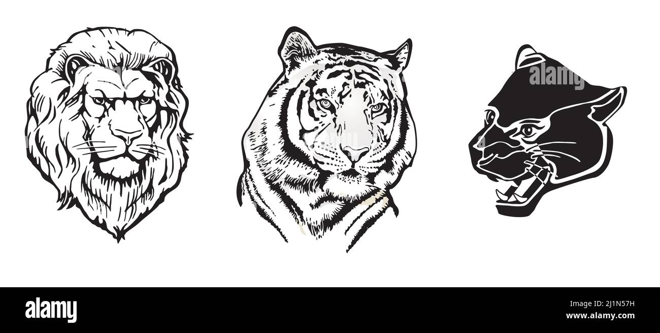 Tiger Lion Panther isolato su sfondo bianco. Illustrazione Illustrazione Vettoriale