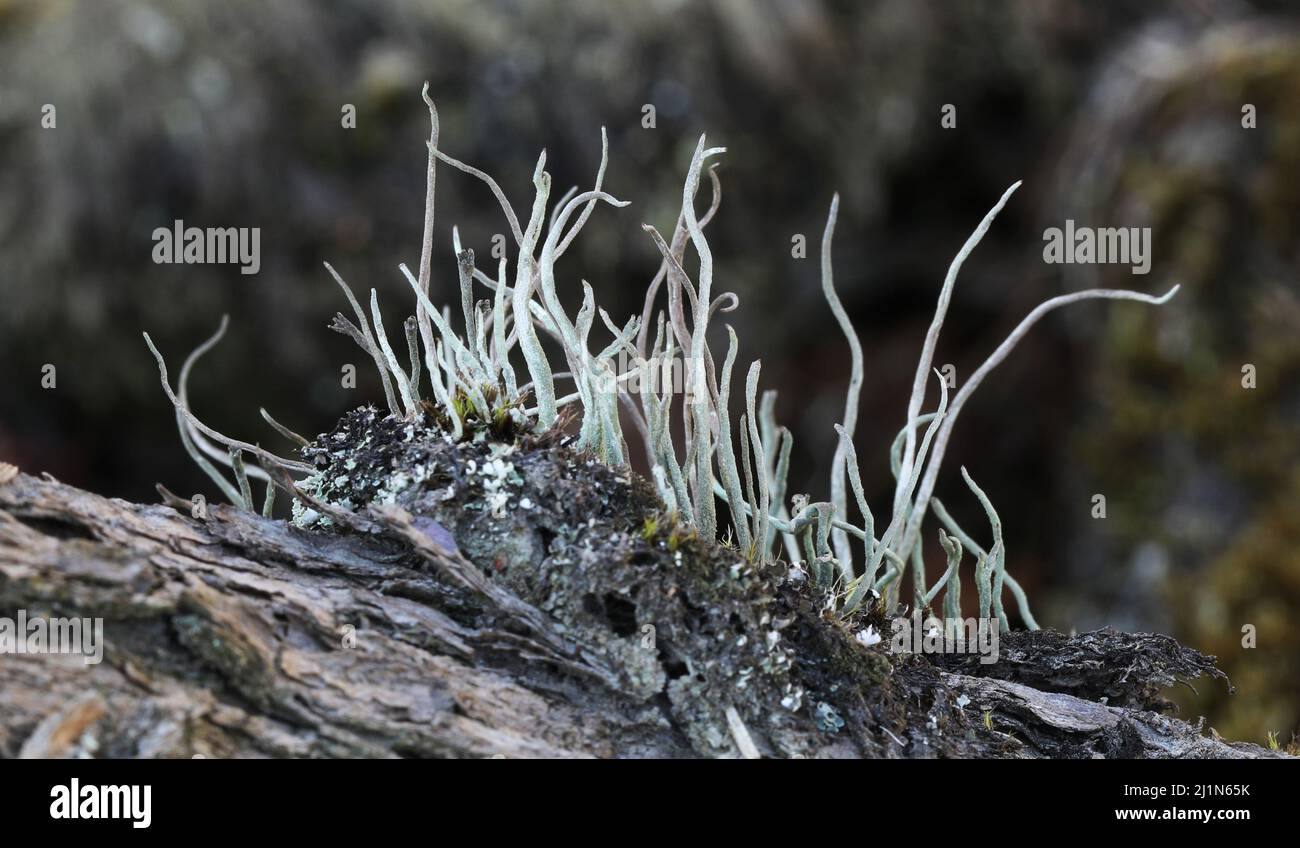 Lichen Galles - Cladonia Maxima Foto Stock