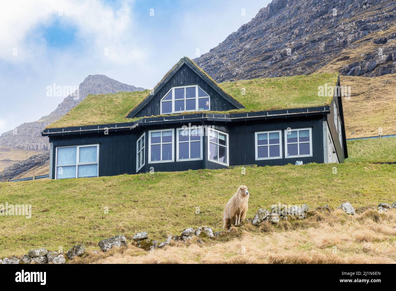 Isole Faroe; 21 marzo 2022 - Una pecora soletta guarda fuori da una casa coperta di erba sintetica. Foto Stock