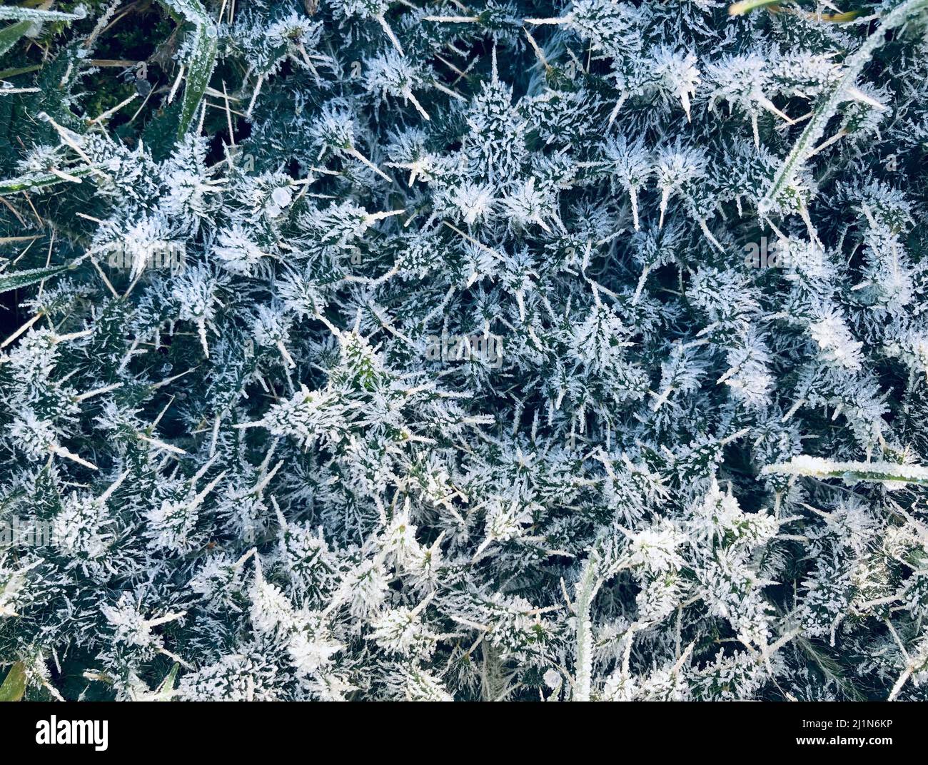 foglie di cardo bianco ricoperte di gelo Foto Stock