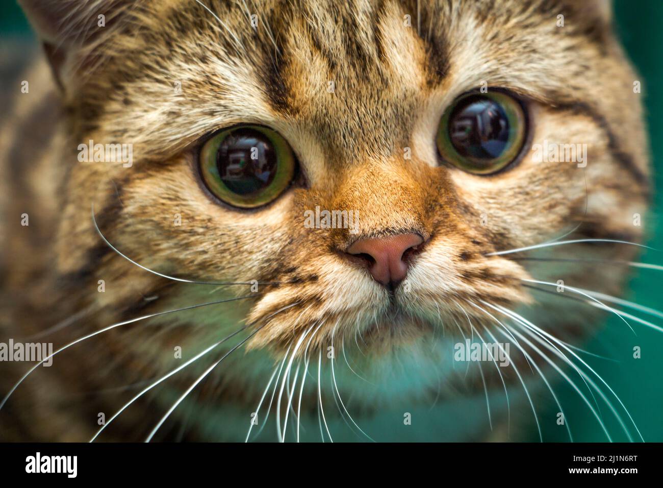Un primo piano della museruola di un gatto, del naso, dei whiskers e degli occhi bei di un gatto britannico. Foto Stock