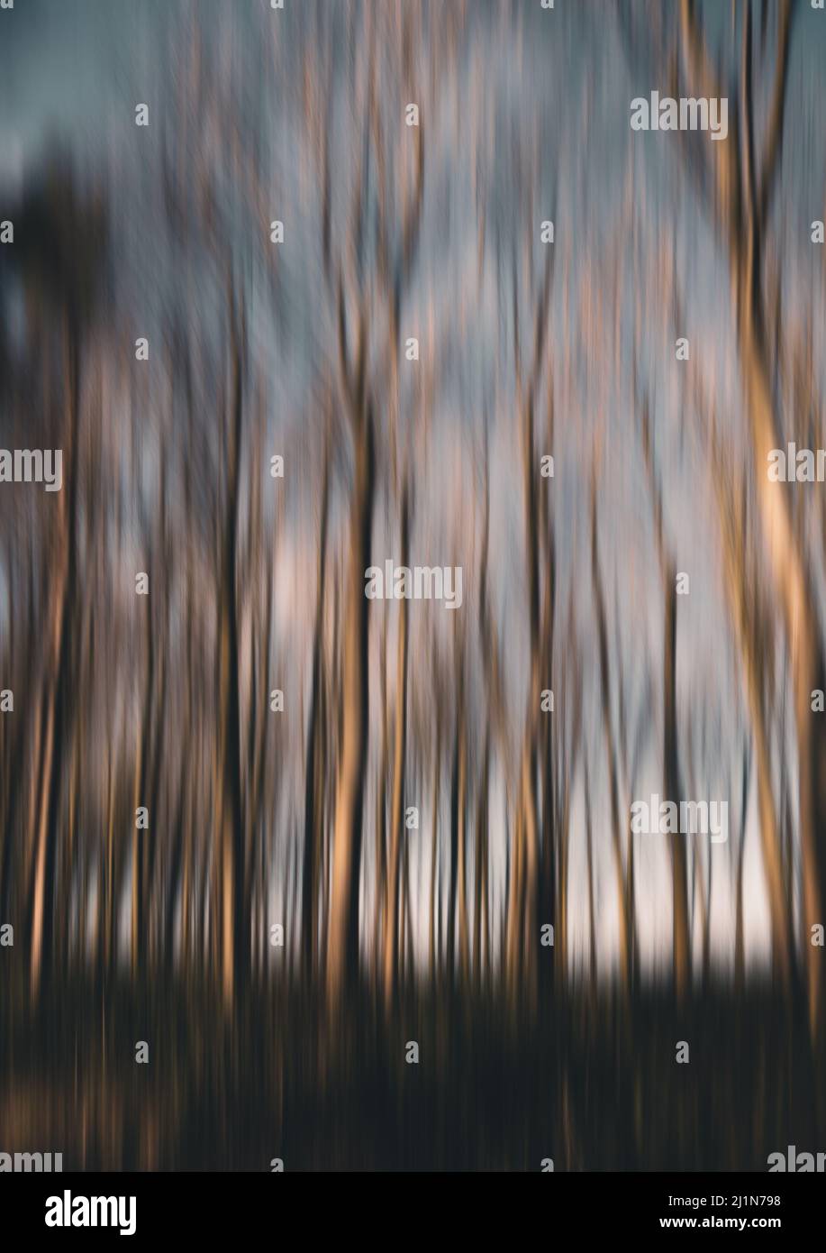 Alberi ICM Foto Stock