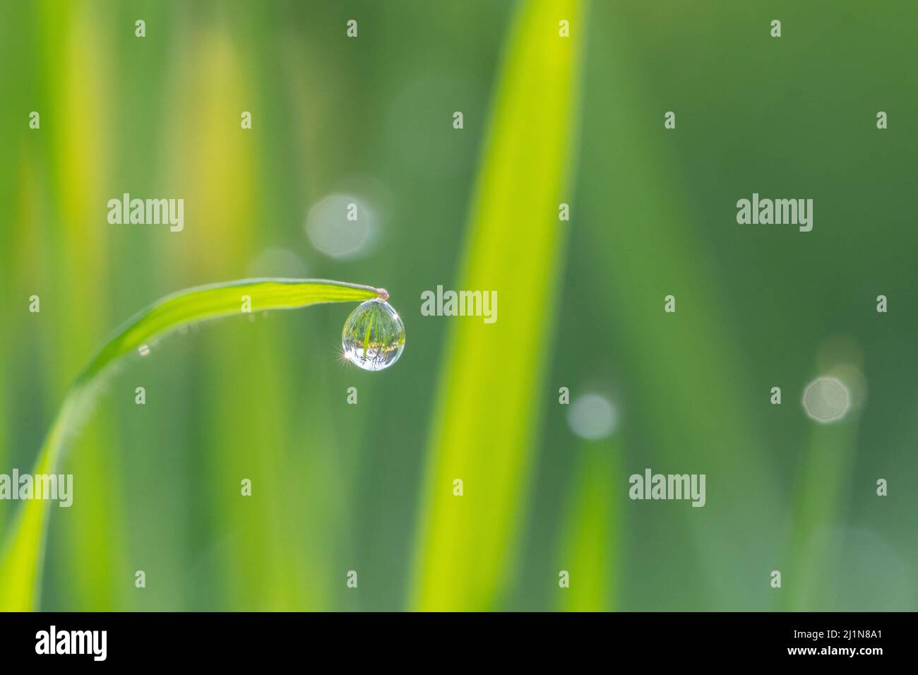 Goccia di rugiada su erba che riflette fiori primaverili Foto Stock