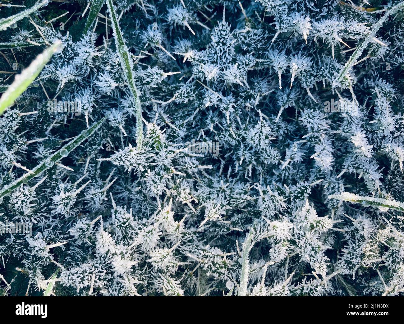 foglie di cardo bianco ricoperte di gelo Foto Stock